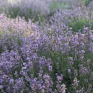 Meet your Posher, Dede